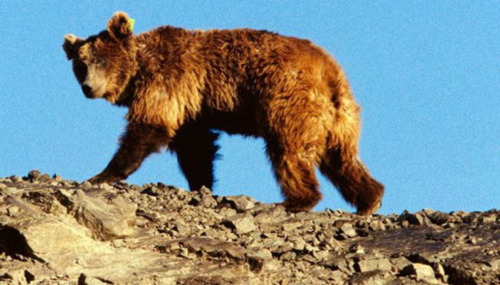 Мазаалай баавгайг үндэсний бахархалт амьтнаар зарлажээ